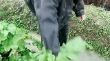 农村姑娘表演单手拔萝卜，拔出好大一根，这下有口福了！