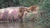 雄狮正在吃肉，一道“黑影”猛蹿袭出，狮子秒被“开膛破肚”！