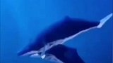 鲸鱼妈妈去世，鲸鱼宝宝用尽全力撑起