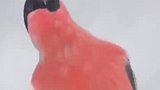 中国人的水墨画果然是最写实的！你敢相信这些都是真实的？
