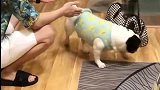 斗牛犬听到主人回来超兴奋，结果它的举动，被主人追着打