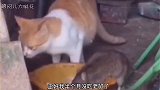猫：鼠老弟，我半个月没吃老鼠肉了，你先多吃点 吃胖胖的！
