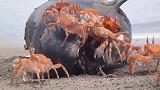 一头海豚搁浅海滩上，被螃蟹发现后，仅三分钟场面壮观！