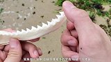 老外捡到鲨鱼牙齿，经过两个小时加工，变成世界最锋利的刀