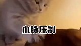 这么小就霸气侧漏，长大了不得给我抓一窝