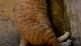 谁会拒绝这么可爱的小猫咪