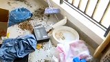 云南昆明：拆家？租客搬走后失联，房东打开门一看满地的垃圾