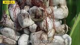 寄生在玉米上的黑粉菌,农民看到就头疼,小孩儿看了嘴就馋
