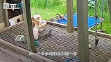 超暖心！孩子们的野外乐园成动物之家 黄鼠狼跑来跳蹦床