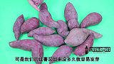 红薯长时间保存易腐烂用上这招，半年都新鲜，网友：早该分享了