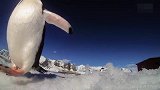 比基尼超模在南极与企鹅共舞 这天寒地冻的也太拼了吧