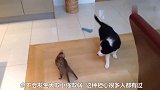 奶猫在大狗面前撒娇卖萌，狗狗的表现太大爱了