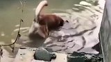 猎鱼神犬，我家要是有这狗，还仇没有鱼吃吗