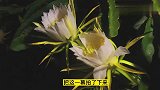 火龙果花，在晚上齐齐盛放，太美了