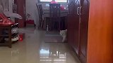 主人带了几个朋友回家，没想到社恐小猫尴尬回头