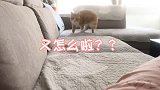 橘猫：铲屎官真很烦，老是叫我又不说什么事儿