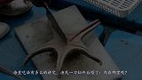 海星吃法有多讲究？渔民一刀切开后懵了：肉在哪里？