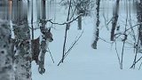 猞猁的猎物被金雕发现,双方争抢捕猎的先机,最终猞猁大获全胜