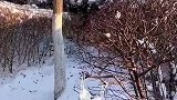男生发现一只睡着的小雪人