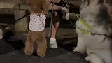 我只是让光头帮我牵下狗