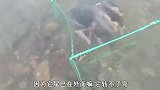 渔民海边放地笼收获了条巨大海燕鱼，岸上老板见状豪爽一口价买下