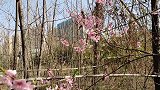 西安市区这片桃花和红叶李开了，还有很多野花，就我一个人在欣赏