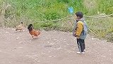 公鸡中的战斗机，农村孩子的乐趣