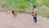 公鸡中的战斗机，农村孩子的乐趣