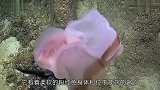 科学家在海底看见“塑料袋”一查原来是少见的深宿水母