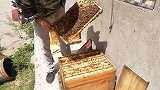 山里大叔饲养九框强群蜜蜂，首次尝试方箱养殖，看他取蜜多少？