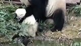熊猫宝宝不听话，妈妈气的打它的屁股，太好笑了