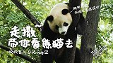 成都大熊猫繁育研究基地，憨态可掬大熊猫，让你一次看个够！