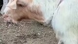 羊竟然学会了狗叫