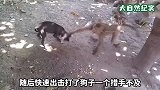 猴子抢不到狗子食物，就恼羞成怒踢翻狗碗