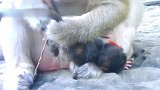 猴妈清理新生儿的脐带，小奶猴嘤嘤的哭起来，猴妈，轻一点啊