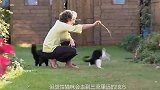 当母猫有着公猫的性格，那反转就有点难以预料了，网友：太真实了