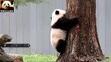 熊猫贝贝爬树，熊小志气高：相信自己，我可以的！