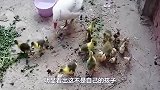 鸡蛋和鹅蛋一起被大鹅孵化，小鸡出生后，大鹅的做法让人意外
