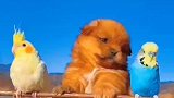 小狗真的太可爱了，还带着两个小鹦鹉