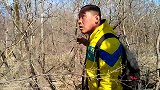 山里一大株冬青，上网一查不对劲，还是扛回家了，这是发现了啥？