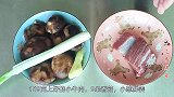 一块小牛肉，9朵香菇，教你简单做肉酱，好吃营养又解馋