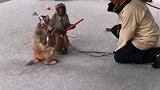 猴子会奏乐