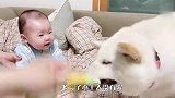 柴犬抢小主人玩具，自己多大了没点数吗？场面笑爆了
