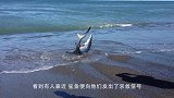 鲸鲨不小心跳到岸上，吓坏了众人，鲨鱼：都别动，我自己下去