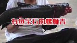 这鱼有一种晶莹剔透的鱼宝石，小伙子费了老大的劲才取出来