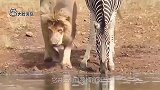 狮子和斑马能一起愉快喝水事实告诉你什么叫“狮”心也隔肚皮
