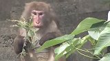 成精了！日本冲绳动物园14只猴子自己拿钥匙开门后集体逃跑