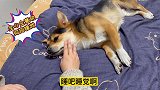 主人把狗狗哄睡着再吓醒，狗狗气得直骂人，越骂越凶快哭了！