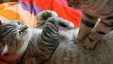猫：兄弟你看我按摩的咋样，你还满意不