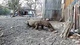 调皮的猴子误入巨蜥领地，还没反应过来，就被瞬间“爆头”